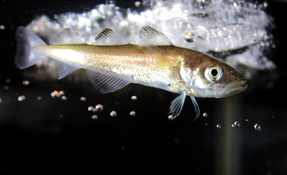  Der Polardorsch Boreogadus saida ist in der Arktis für viele Tiere die wichtigste Nahrungsquelle. Sein Verschwinden würde das gesamte Nahrungsnetz auseinanderreissen. Bild: Hauke Flores