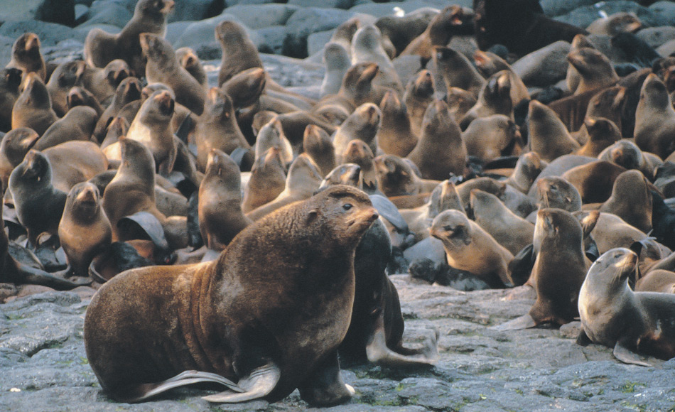 Ein männlicher Seebär (Callorhinus ursinus) sonnt sich mit seinem Harem in Alaskas Maritime National Wildlife Refuge. Nördliche Pelzrobben sind seit Tausenden von Jahren das Hauptnahrungsmittel der alaskischen Ureinwohner und werden seit dem 18. und 19. Jahrhundert kommerziell wegen ihres Fells gejagt. (Bild: M. Boylan [Public Domain], Wikimedia Commons).